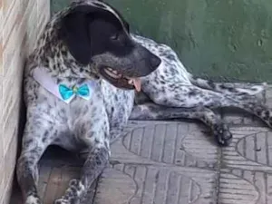 Cachorro raça TUDO INDICA SER PERDIGUEIRO idade 2 anos nome PINTADINHO