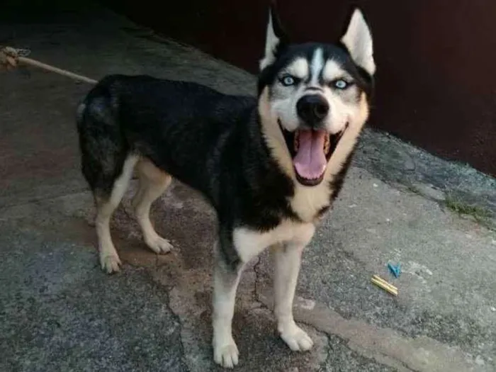 Cachorro ra a Husky Siberiano idade 1 ano nome Husky