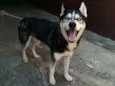 Husky