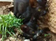 6 doces gatinhos