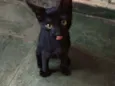 6 doces gatinhos