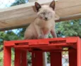 Margot