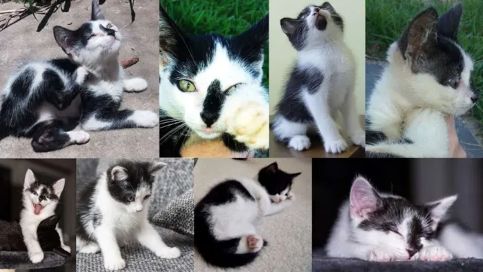 Gato ra a mesticinhos idade Abaixo de 2 meses nome Filhotinhos gatinhos
