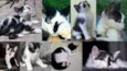 Filhotinhos gatinhos