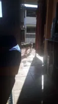 Tico Tico