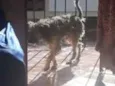 Tico Tico
