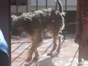 Cachorro raça Viralata idade 6 ou mais anos nome Tico Tico