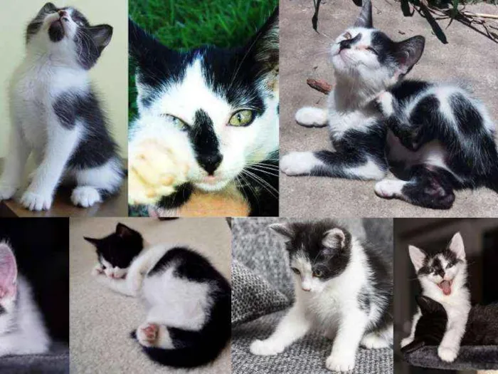 Gato ra a mesticinhos idade Abaixo de 2 meses nome Filhotinhos gatinhos