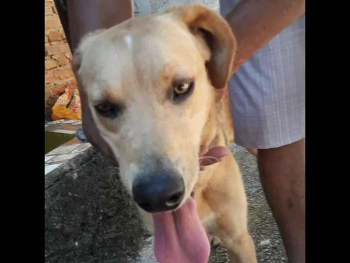 Cachorro ra a Labrador  com Golden idade 7 a 11 meses nome Tobby