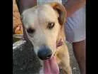 Cachorro raça Labrador  com Golden idade 7 a 11 meses nome Tobby