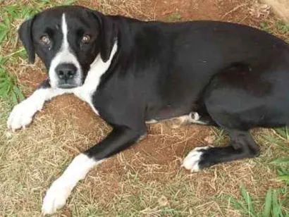 Cachorro raça não definida idade 1 ano nome sem nome