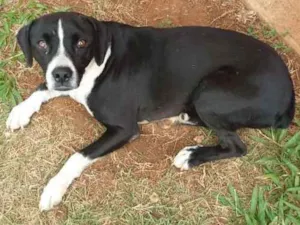 Cachorro raça não definida idade 1 ano nome sem nome