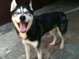 Husky