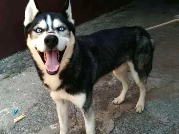 Cachorro ra a Husky Siberiano idade 1 ano nome Husky