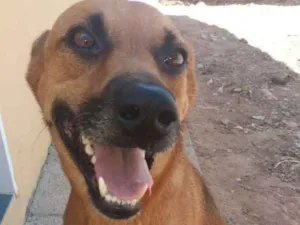 Cachorro raça Mestiço idade  nome Jhow