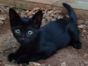 Gato raça srd idade Abaixo de 2 meses nome 6 doces gatinhos 