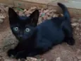 6 doces gatinhos