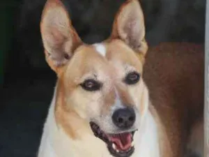 Cachorro raça  idade 5 anos nome Kika