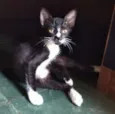 6 doces gatinhos