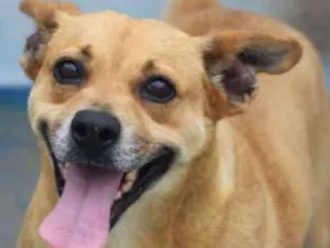 Cachorro raça  idade 5 anos nome Lidia