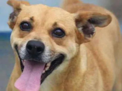 Cachorro raça  idade 5 anos nome Lidia