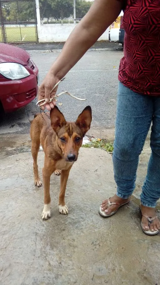 Cachorro ra a Srd idade 1 ano nome Nino