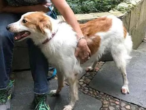Cachorro ra a Sem Raça Definida idade 3 anos nome Tutty