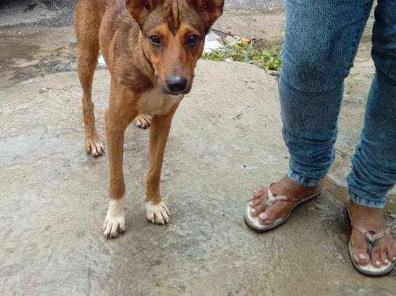 Cachorro ra a Srd idade 1 ano nome Nino