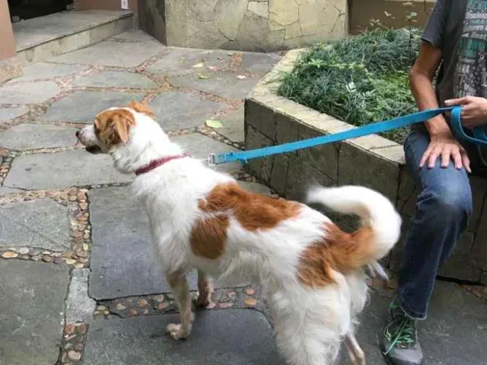 Cachorro ra a Sem Raça Definida idade 3 anos nome Tutty