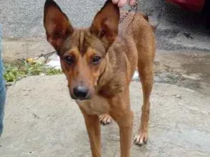 Cachorro raça Srd idade 1 ano nome Nino