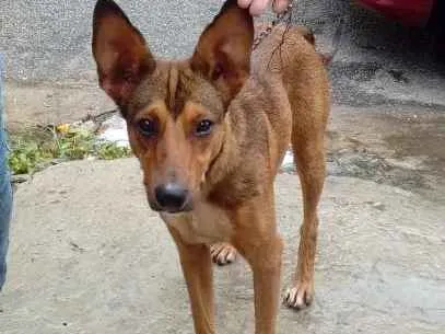 Cachorro ra a Srd idade 1 ano nome Nino