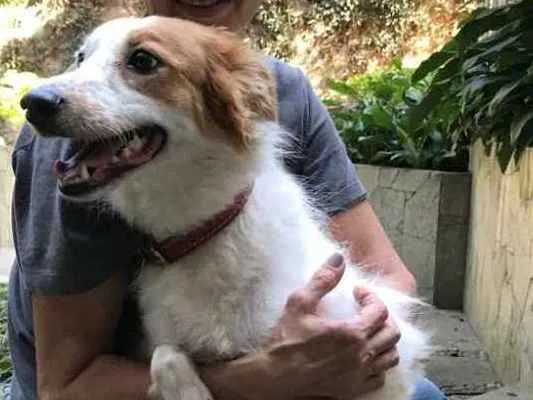 Cachorro ra a Sem Raça Definida idade 3 anos nome Tutty