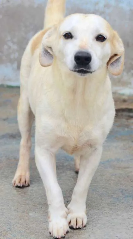 Cachorro ra a  idade 5 anos nome Serena