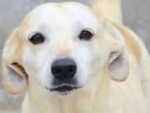 Cachorro raça  idade 5 anos nome Serena