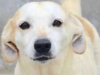 Cachorro ra a  idade 5 anos nome Serena