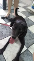Cachorro raça SRD idade 5 anos nome Pretinha
