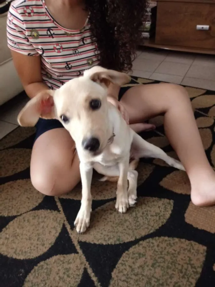 Cachorro ra a Nenhuma idade 2 a 6 meses nome Dolores