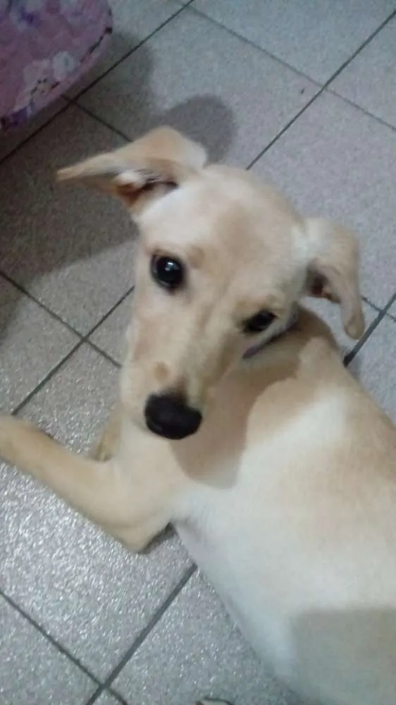 Cachorro ra a Nenhuma idade 2 a 6 meses nome Dolores