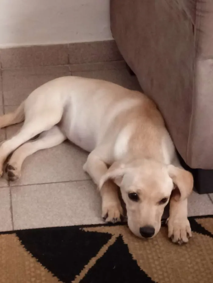 Cachorro ra a Nenhuma idade 2 a 6 meses nome Dolores