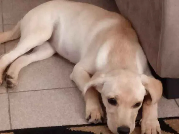 Cachorro ra a Nenhuma idade 2 a 6 meses nome Dolores
