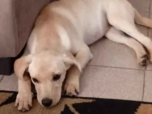 Cachorro raça Nenhuma idade 2 a 6 meses nome Dolores
