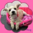 MEG