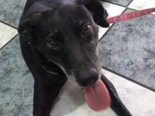 Cachorro raça SRD idade 5 anos nome Pretinha