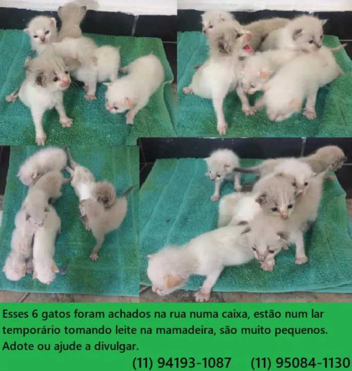 Gato ra a srd idade Abaixo de 2 meses nome gatos