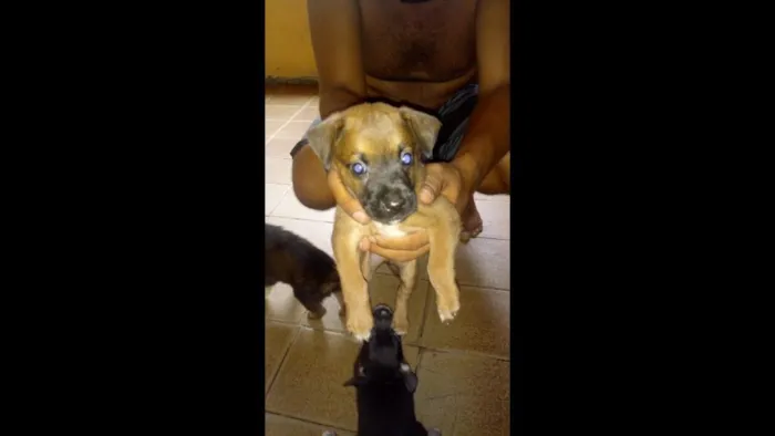 Cachorro ra a vira latas porte pequeno idade Abaixo de 2 meses nome sem nomes