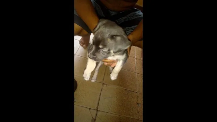 Cachorro ra a vira latas porte pequeno idade Abaixo de 2 meses nome sem nomes