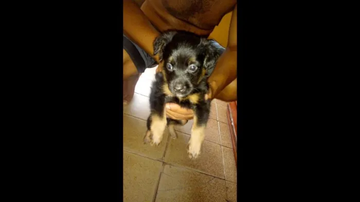 Cachorro ra a vira latas porte pequeno idade Abaixo de 2 meses nome sem nomes