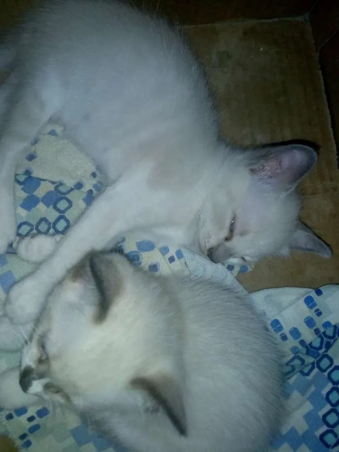 Gato ra a  idade Abaixo de 2 meses nome Sem nome