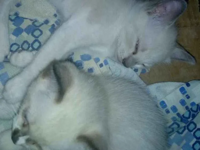 Gato ra a  idade Abaixo de 2 meses nome Sem nome