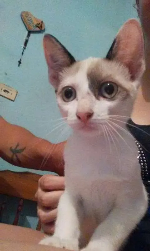 Gato ra a  idade 2 a 6 meses nome Sem nome